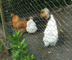 poules angora