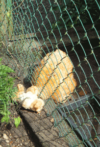 poules et poussins