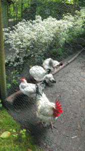 les poules ne semblent pas s'intéresser le moins du monde à leur coq