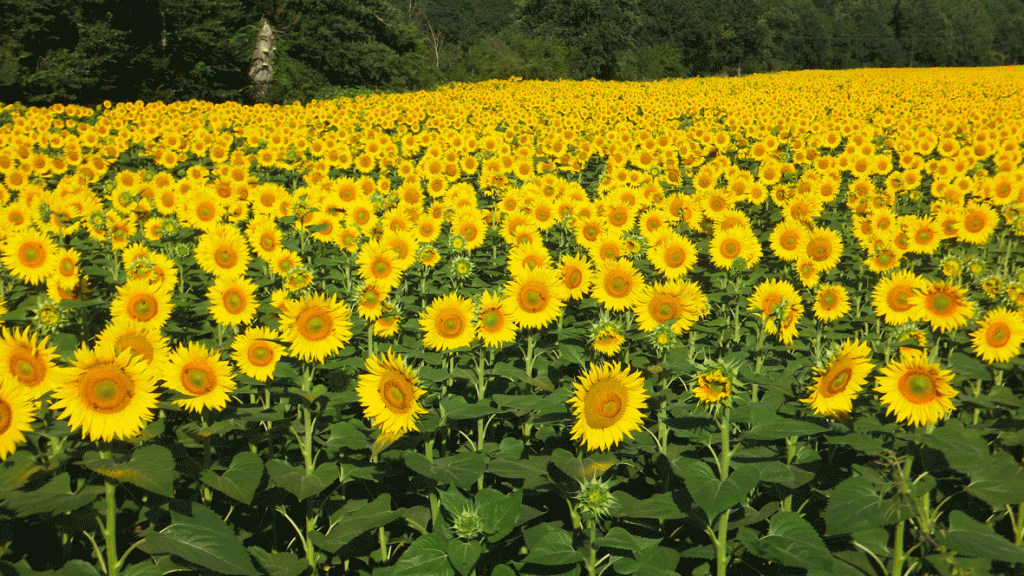 champ de tournesol