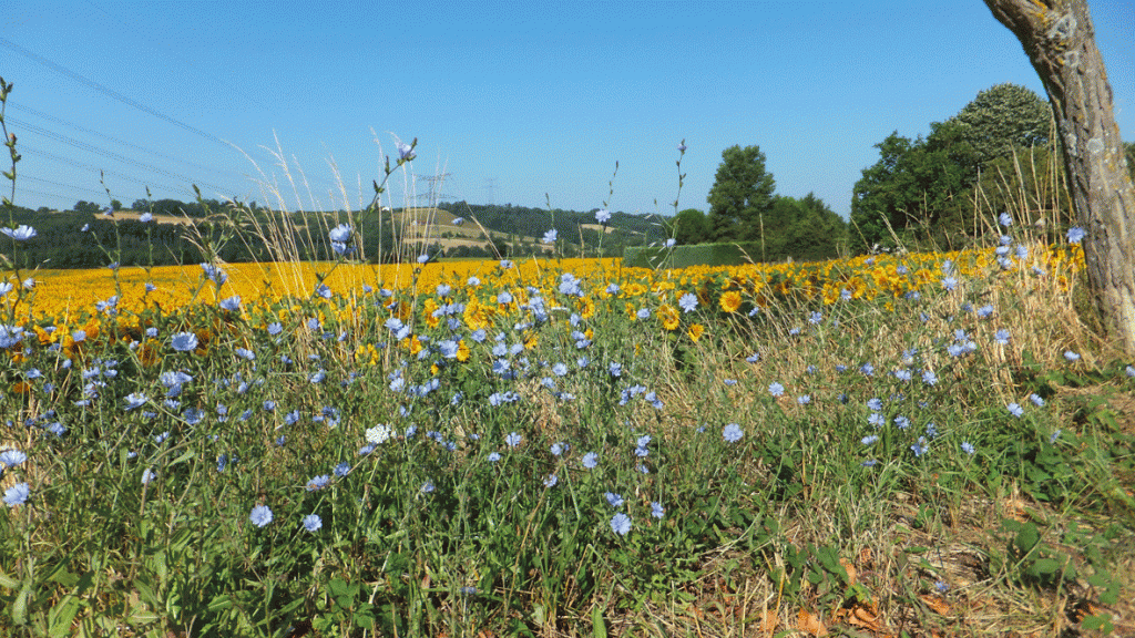 champ de tournesol